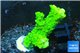 Acropora full neon green 3-4 cm WYSIWYG acclimaté