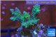 Acropora pink & green Indonesia 3-4 cm WYSIWYG acclimaté