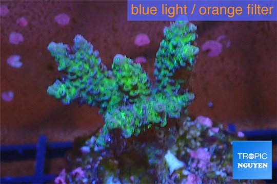 Acropora pink & green Indonesia 3-4 cm WYSIWYG acclimaté
