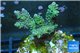 Acropora pink & green Indonesia 3-4 cm WYSIWYG acclimaté