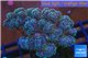 Pocillopora green & pink tip 2-3 cm WYSIWYG acclimaté