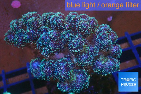 Pocillopora green & pink tip 2-3 cm WYSIWYG acclimaté