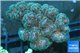 Pocillopora green & pink tip 2-3 cm WYSIWYG acclimaté