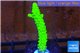 Acropora full neon green 3-5 cm WYSIWYG acclimaté