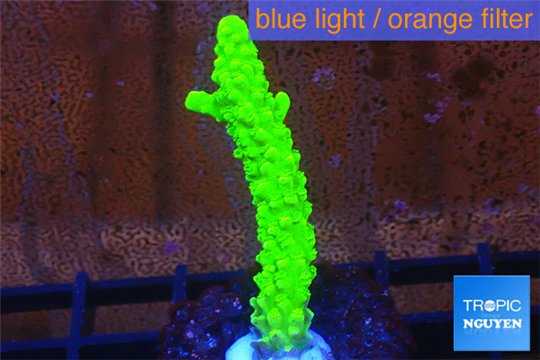Acropora full neon green 3-5 cm WYSIWYG acclimaté