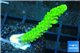 Acropora full neon green 3-5 cm WYSIWYG acclimaté