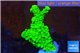 Acropora full neon green 3-4 cm WYSIWYG acclimaté