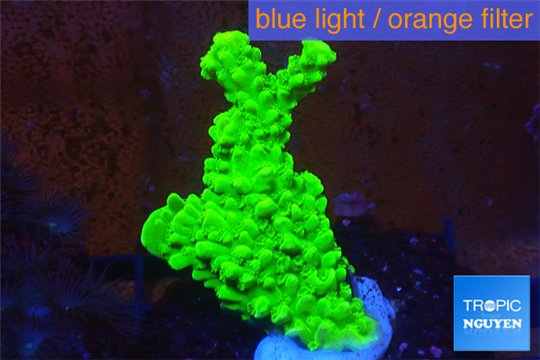 Acropora full neon green 3-4 cm WYSIWYG acclimaté