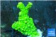 Acropora full neon green 3-4 cm WYSIWYG acclimaté