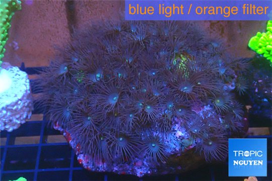 Parazoanthus gracilis yellow polyps 8-11 cm WYSIWYG acclimaté