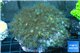 Parazoanthus gracilis yellow polyps 8-11 cm WYSIWYG acclimaté