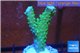Acropora green purple tip 3-4 cm WYSIWYG acclimaté