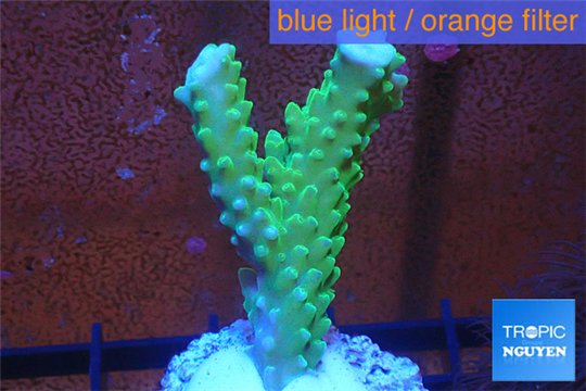 Acropora green purple tip 3-4 cm WYSIWYG acclimaté