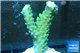 Acropora green purple tip 3-4 cm WYSIWYG acclimaté