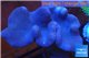 Sarcophyton full neon green polyps Australia 11-16 cm WYSIWYG acclimaté