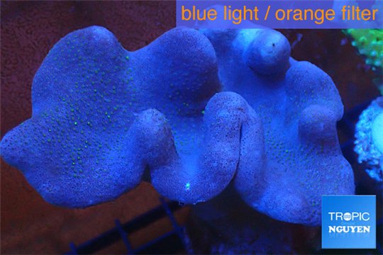 Sarcophyton full neon green polyps Australia 11-16 cm WYSIWYG acclimaté