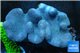 Sarcophyton full neon green polyps Australia 11-16 cm WYSIWYG acclimaté