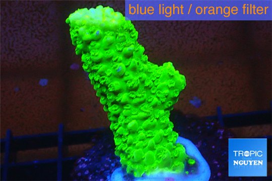 Acropora full neon green 3-4 cm WYSIWYG acclimaté