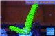 Acropora full neon green 2-3 cm WYSIWYG acclimaté
