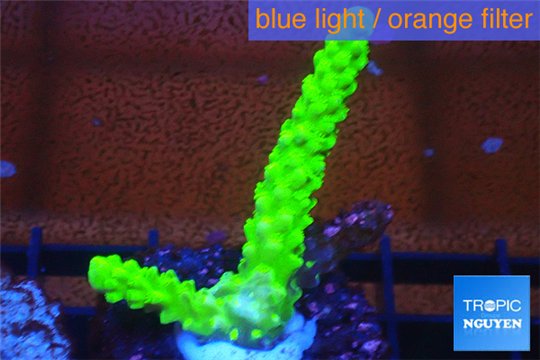 Acropora full neon green 2-3 cm WYSIWYG acclimaté