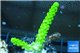 Acropora full neon green 2-3 cm WYSIWYG acclimaté