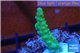 Acropora green purple tip 2-3 cm WYSIWYG acclimaté