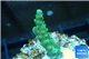 Acropora green purple tip 2-3 cm WYSIWYG acclimaté