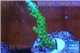 Acropora green purple tip 3-4 cm WYSIWYG acclimaté