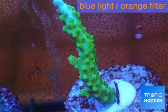 Acropora green purple tip 3-4 cm WYSIWYG acclimaté