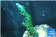 Acropora green purple tip 3-4 cm WYSIWYG acclimaté