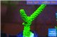 Acropora full neon green 3-4 cm WYSIWYG acclimaté