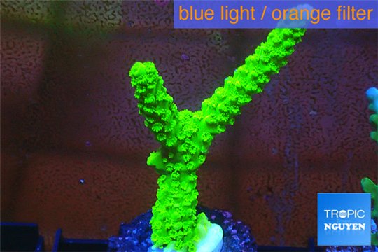 Acropora full neon green 3-4 cm WYSIWYG acclimaté