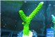 Acropora full neon green 3-4 cm WYSIWYG acclimaté