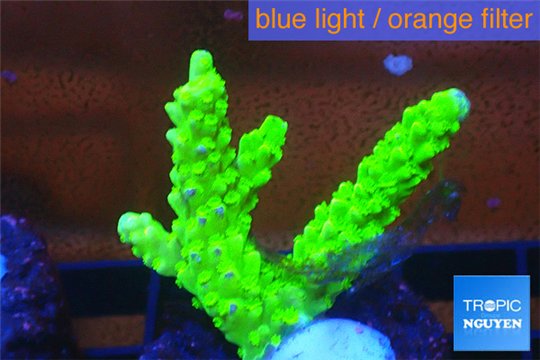 Acropora full neon green 3-4 cm WYSIWYG acclimaté