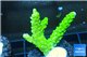 Acropora full neon green 3-4 cm WYSIWYG acclimaté