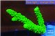 Acropora full neon green 3-4 cm WYSIWYG acclimaté
