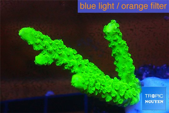Acropora full neon green 3-4 cm WYSIWYG acclimaté