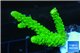 Acropora full neon green 3-4 cm WYSIWYG acclimaté