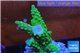 Acropora full neon green 3-4 cm WYSIWYG acclimaté