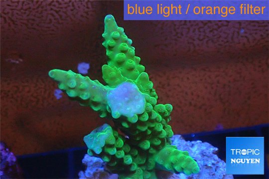Acropora full neon green 3-4 cm WYSIWYG acclimaté