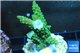 Acropora full neon green 3-4 cm WYSIWYG acclimaté