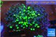 Euphyllia paraancora toxic green reverse 4-6 cm WYSIWYG acclimaté