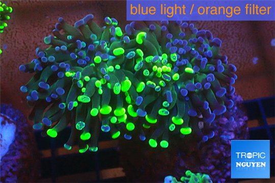 Euphyllia paraancora toxic green reverse 4-6 cm WYSIWYG acclimaté