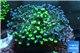 Euphyllia paraancora toxic green reverse 4-6 cm WYSIWYG acclimaté