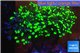 Euphyllia paraancora toxic green reverse 4-6 cm WYSIWYG acclimaté