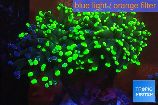Euphyllia paraancora toxic green reverse 4-6 cm WYSIWYG acclimaté