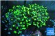 Euphyllia paraancora toxic green reverse 4-6 cm WYSIWYG acclimaté