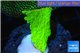 Montipora green cap 2-3 cm WYSIWYG acclimaté