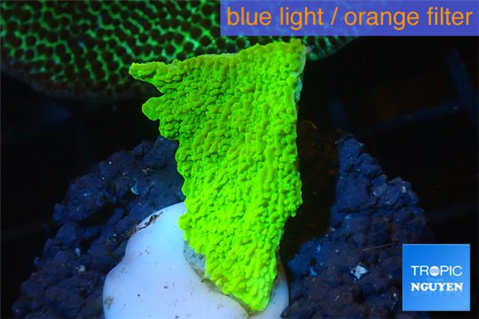 Montipora green cap 2-3 cm WYSIWYG acclimaté