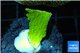Montipora green cap 2-3 cm WYSIWYG acclimaté